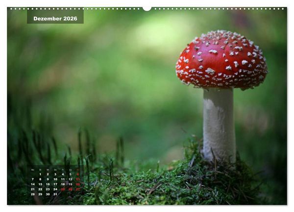 Produktbild: Gl&uuml;cksbringer (hochwertiger Premium Wandkalender 2026 DIN A2 quer), Kunstdruck in Hochglanz