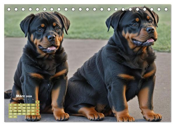 Produktbild: Majest&auml;tische Rottweiler: Ein Jahr voller Kraft und Loyalit&auml;t (Tischkalender 2026 DIN A5 quer), CALVENDO Monatskalender