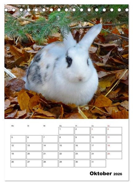 Produktbild: Kaninchen Terminplaner (Tischkalender 2026 DIN A5 hoch), CALVENDO Monatskalender
