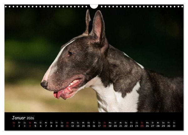 Produktbild: Bullterrier (Wandkalender 2026 DIN A3 quer), CALVENDO Monatskalender