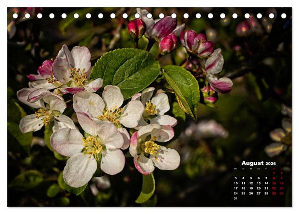 Produktbild: B&auml;ume im Detail (Tischkalender 2026 DIN A5 quer), CALVENDO Monatskalender