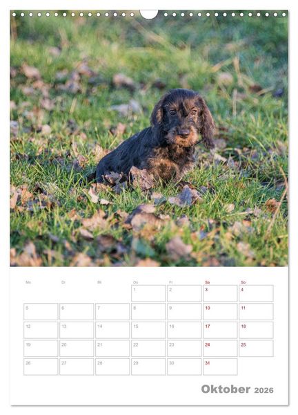 Produktbild: Dackelportraits (Wandkalender 2026 DIN A3 hoch), CALVENDO Monatskalender