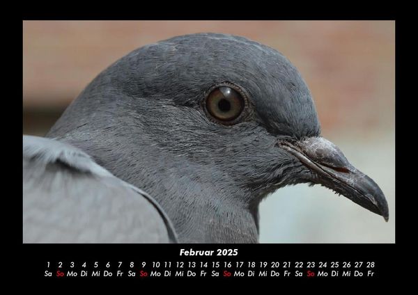Produktbild: Vogelparadies 2025 Fotokalender DIN A3
