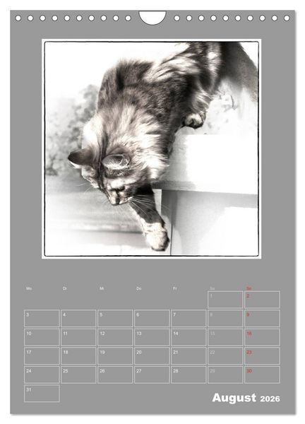 Produktbild: Katzen Blues / Planer (Wandkalender 2026 DIN A4 hoch), CALVENDO Monatskalender