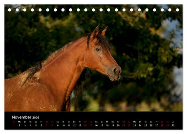 Produktbild: Vollblutaraber - Sch&ouml;nheit und Adel (Tischkalender 2026 DIN A5 quer), CALVENDO Monatskalender