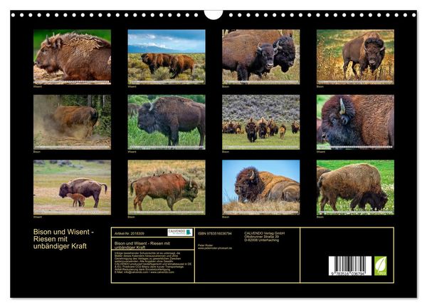 Produktbild: Bison und Wisent - Riesen mit unb&auml;ndiger Kraft (Wandkalender 2026 DIN A3 quer), CALVENDO Monatskalender