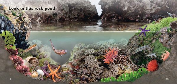 Produktbild: Big Cat - Rock Pools