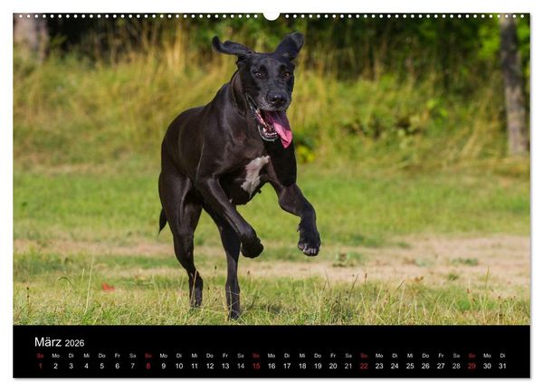 Produktbild: Deutsche Dogge 2026 (hochwertiger Premium Wandkalender 2026 DIN A2 quer), Kunstdruck in Hochglanz