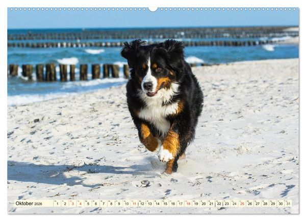Produktbild: Berner Sennenhunde am Strand (hochwertiger Premium Wandkalender 2026 DIN A2 quer), Kunstdruck in Hochglanz