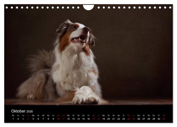Produktbild: Charmante Australian Shepherds (Wandkalender 2026 DIN A4 quer), CALVENDO Monatskalender
