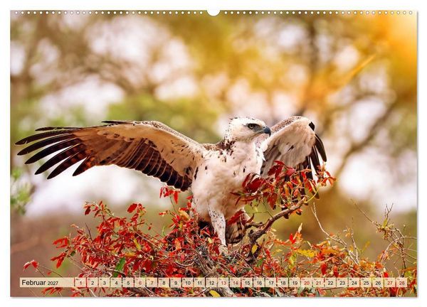 Produktbild: Afrikas Vogelwelt 2027 (Wandkalender 2027 DIN A2 quer), CALVENDO Monatskalender