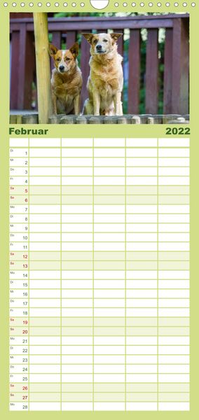 Produktbild: Spaziergang am See Australian Cattle Dogs - Familienplaner hoch (Wandkalender 2022 , 21 cm x 45 cm, hoch)