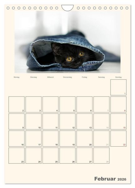 Produktbild: Schmusige Britisch Kurzhaar (Wandkalender 2026 DIN A4 hoch), CALVENDO Monatskalender