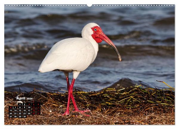 Produktbild: Floridas wunderbare Vogelwelt (hochwertiger Premium Wandkalender 2026 DIN A2 quer), Kunstdruck in Hochglanz