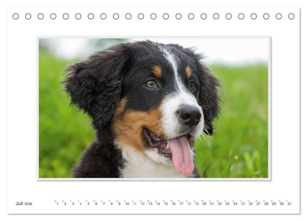 Produktbild: Emotionale Momente: Berner Sennenhund. (Tischkalender 2026 DIN A5 quer), CALVENDO Monatskalender