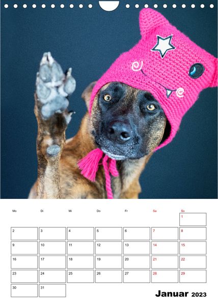 Dogs - funny moments Schräge Hunde in komischen Situationen (Wandkalender 2023 DIN A4 hoch)
