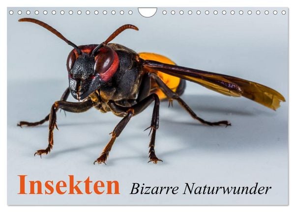 Produktbild: Insekten &bull; Bizarre Naturwunder (Wandkalender 2026 DIN A4 quer), CALVENDO Monatskalender