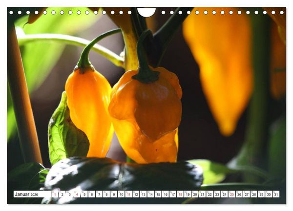Produktbild: F&uuml;r Chili Liebhaber (Wandkalender 2026 DIN A4 quer), CALVENDO Monatskalender