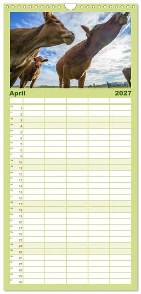 Produktbild: Familienplaner 2027 - Kuhckst du? mit 5 Spalten (Wandkalender, 21 x 45 cm) CALVENDO