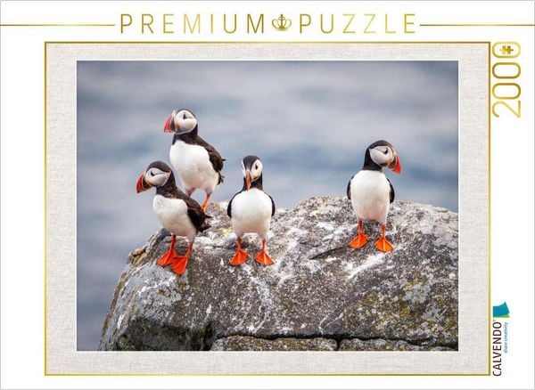 CALVENDO Puzzle Papageientaucher in ihrer natürlichen Umgebung | 2000 Teile Lege-Größe 90x67cm Foto-Puzzle für glückliche Stunden