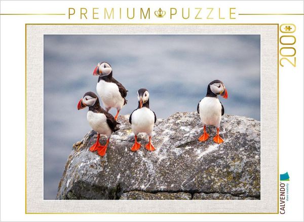 Produktbild: CALVENDO Puzzle Papageientaucher in ihrer nat&uuml;rlichen Umgebung | 2000 Teile Lege-Gr&ouml;&szlig;e 90x67cm Foto-Puzzle f&uuml;r gl&uuml;ckliche Stunden