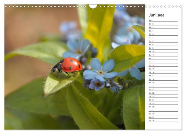 Produktbild: Marienk&auml;fer 2026 (Wandkalender 2026 DIN A3 quer), CALVENDO Monatskalender