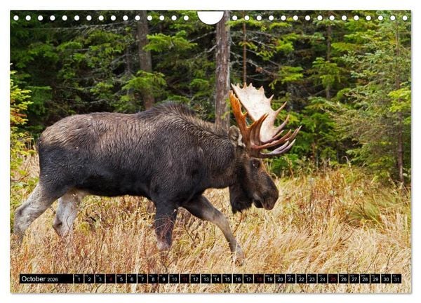 Produktbild: MOOSE Of The Northern Woods (Wall Calendar 2026 DIN A4 landscape), CALVENDO 12 Month Wall Calendar