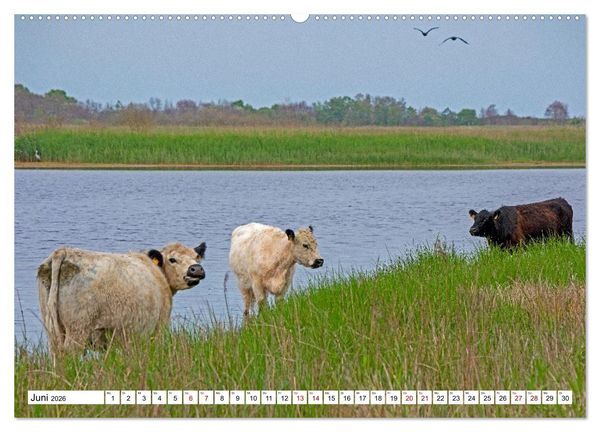Produktbild: Angeln - Landschaft zwischen Schlei und Flensburger F&ouml;rde (hochwertiger Premium Wandkalender 2026 DIN A2 quer), Kunstdruck in Hochglanz