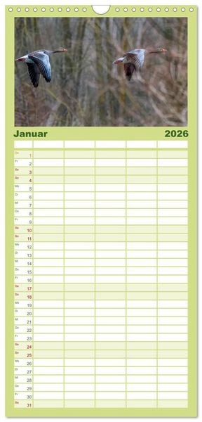 Produktbild: Familienplaner 2026 - Graug&auml;nse in heimischer Umgebung mit 5 Spalten (Wandkalender, 21 x 45 cm) CALVENDO