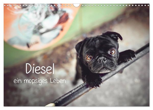 Produktbild: Diesel - ein mopsiges Leben (Wandkalender 2026 DIN A3 quer), CALVENDO Monatskalender