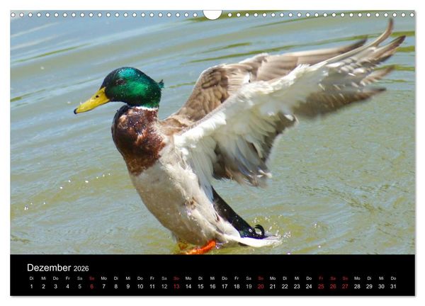 Produktbild: Duck Power (Wandkalender 2026 DIN A3 quer), CALVENDO Monatskalender