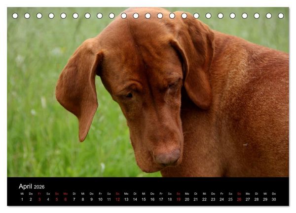 Produktbild: Magyar Vizsla (Tischkalender 2026 DIN A5 quer), CALVENDO Monatskalender