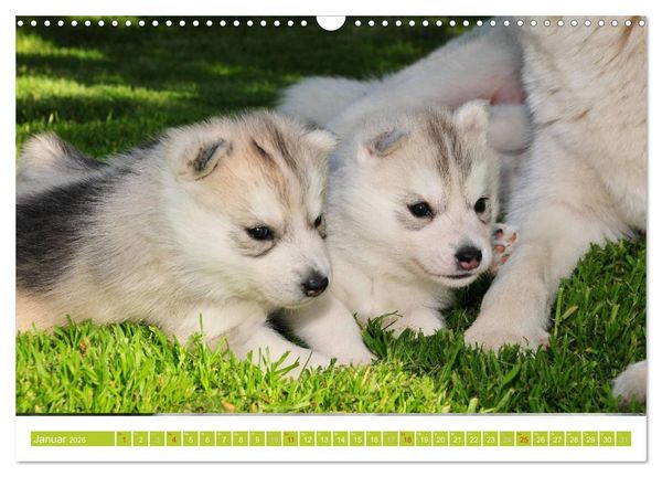 Produktbild: Siberian Husky - der Urtyp (Wandkalender 2026 DIN A3 quer), CALVENDO Monatskalender