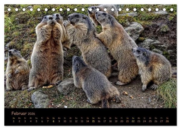 Produktbild: Wildlife - Verspielte Murmeltiere (Tischkalender 2026 DIN A5 quer), CALVENDO Monatskalender