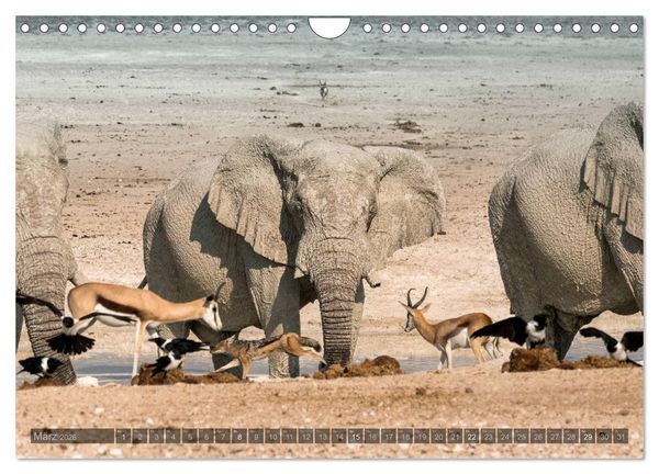 Produktbild: ETOSHA &ndash; Namibia Highlights (Wandkalender 2026 DIN A4 quer), CALVENDO Monatskalender