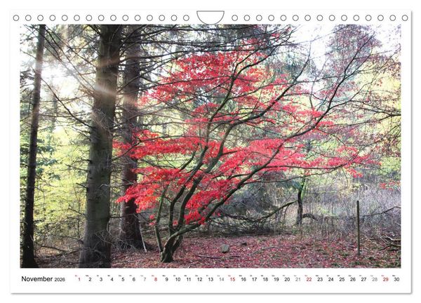 Produktbild: Mein Sehnsuchtsort, der heimische Wald (Wandkalender 2026 DIN A4 quer), CALVENDO Monatskalender