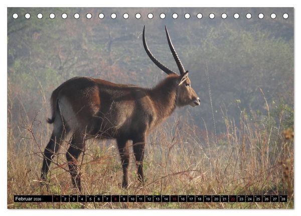 Produktbild: Afrikas Perle Uganda (Tischkalender 2026 DIN A5 quer), CALVENDO Monatskalender
