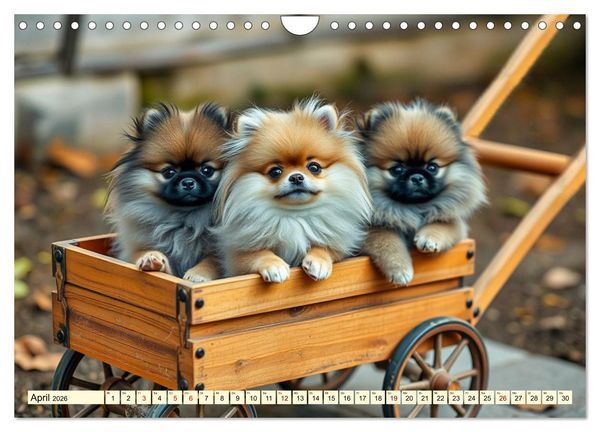 Produktbild: Tausendsassa - Pomeranian (Wandkalender 2026 DIN A4 quer), CALVENDO Monatskalender
