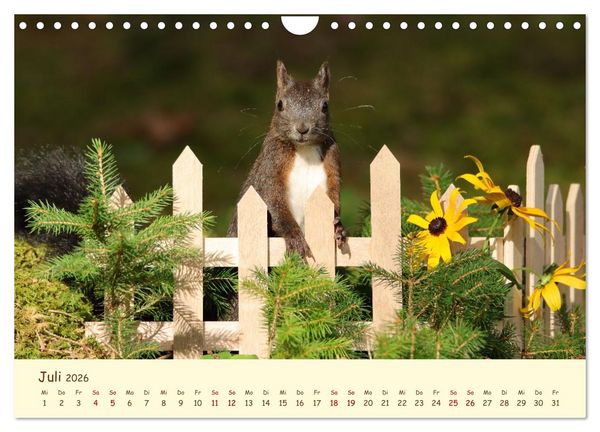 Produktbild: Eichh&ouml;rnchen - zauberhaft verspielt (Wandkalender 2026 DIN A4 quer), CALVENDO Monatskalender