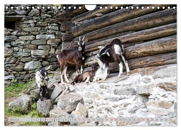 Produktbild: Bergell - Bergaglia (Wandkalender 2026 DIN A4 quer), CALVENDO Monatskalender