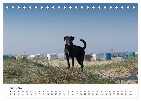 Produktbild: Strandurlaub mit Hund (Tischkalender 2026 DIN A5 quer), CALVENDO Monatskalender