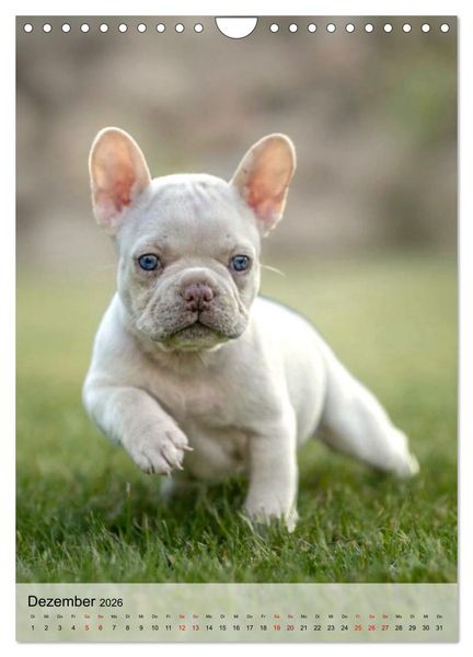 Produktbild: Frenchies Love &ndash; Kleine Schnuten ganz gro&szlig; - Franz&ouml;sische Bulldoggen Welpen unwiderstehlich s&uuml;&szlig; (Wandkalender 2026 DIN A4 hoch), CALVENDO Monatskalender