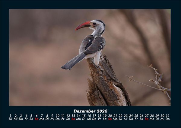 Produktbild: V&ouml;gel 2026 Fotokalender DIN A4