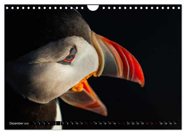 Produktbild: Papageitaucher: Clowns des Nordatlantik (Wandkalender 2026 DIN A4 quer), CALVENDO Monatskalender