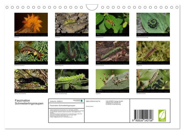 Produktbild: Faszination Schmetterlingsraupen (Wandkalender 2026 DIN A4 quer), CALVENDO Monatskalender