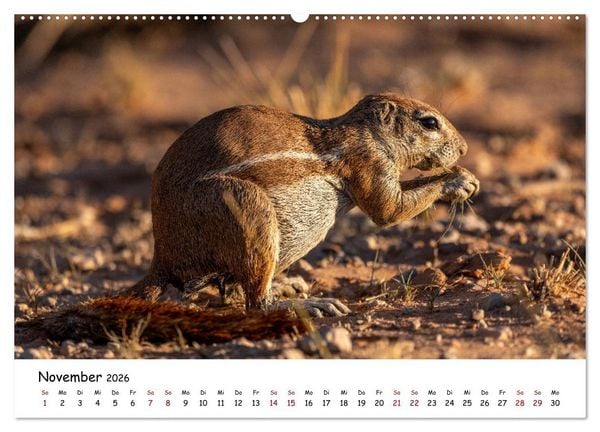 Produktbild: Afrikas kleine Stars (hochwertiger Premium Wandkalender 2026 DIN A2 quer), Kunstdruck in Hochglanz