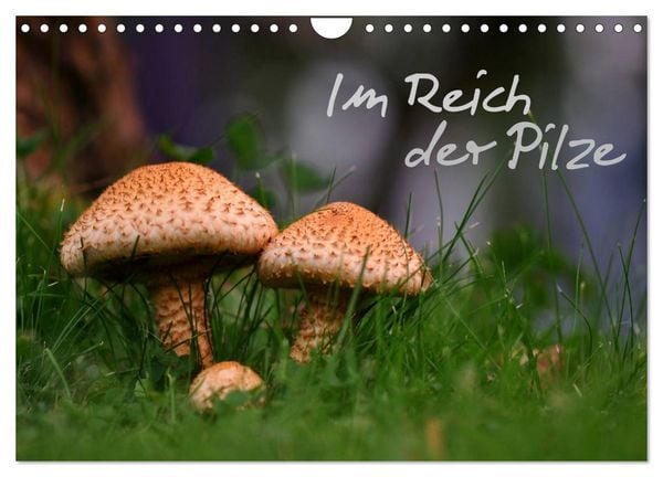Produktbild: Im Reich der Pilze (Wandkalender 2026 DIN A4 quer), CALVENDO Monatskalender