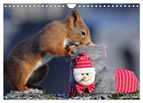 Produktbild: Eichh&ouml;rnchen Luna und ihre Kinder (Wandkalender 2026 DIN A4 quer), CALVENDO Monatskalender