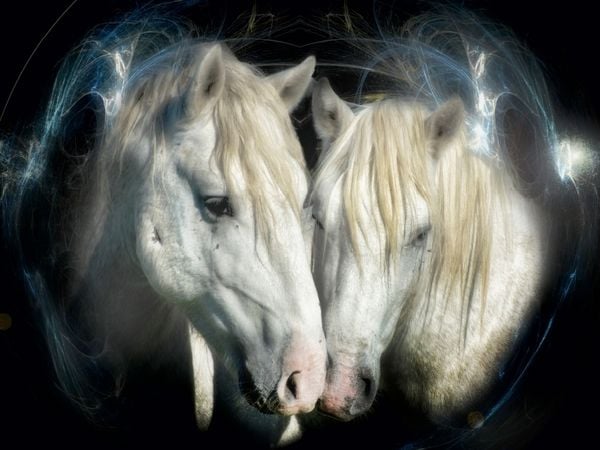 Produktbild: CALVENDO Puzzle Die Camargue Paare | 1000 Teile Lege-Gr&ouml;&szlig;e 64x48cm Foto-Puzzle f&uuml;r gl&uuml;ckliche Stunden