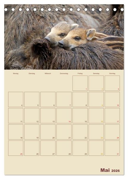 Produktbild: Wildschweine (Tischkalender 2026 DIN A5 hoch), CALVENDO Monatskalender